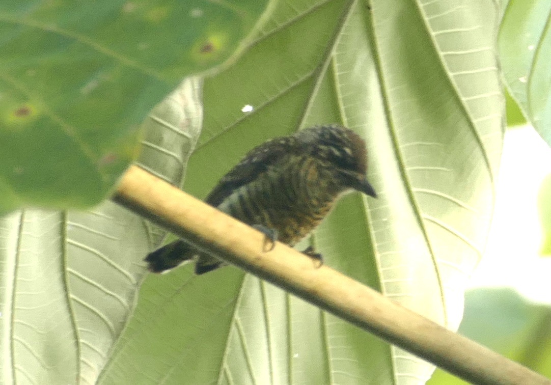 Golden-spangled Piculet (Picumnus exilis), photo 7