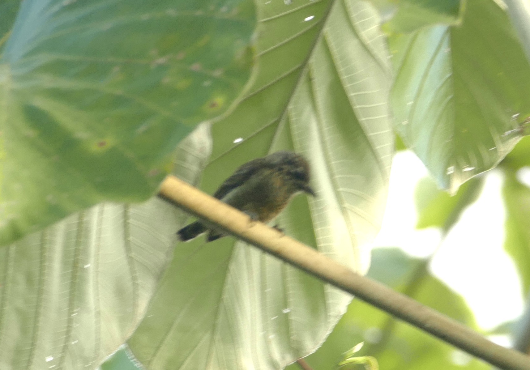 Golden-spangled Piculet (Picumnus exilis), photo 10