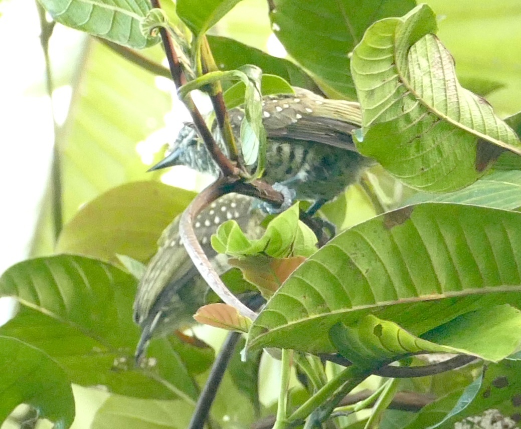 Golden-spangled Piculet (Picumnus exilis), photo 8