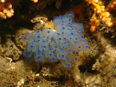 Clavelina australis