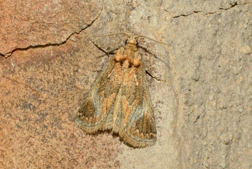 Dattinia