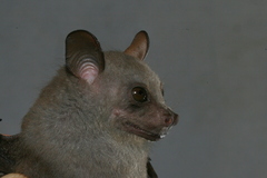 Ratanaworabhan's Fruit Bat photo 4