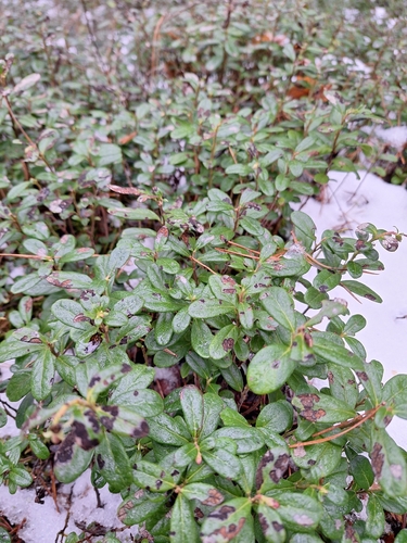 Lingonberry