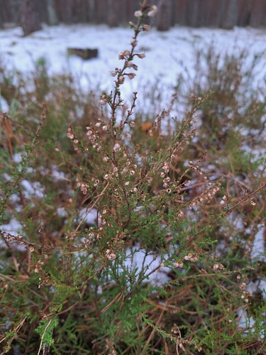 common heather