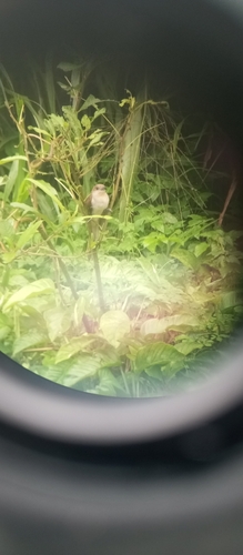 Black-billed Cuckoo observed by essalazar