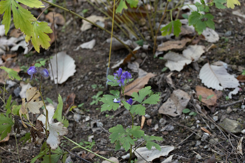Aconitum jaluense iNat (3)
