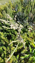 Carmichaelia crassicaulis