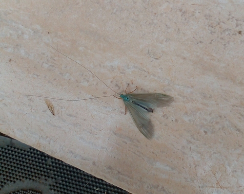 Polymorphanisus elisabethae