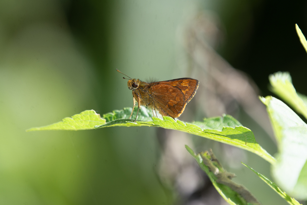 Potanthus fettingi