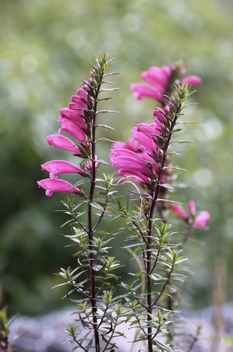 Swati (Lamourouxia virgata)