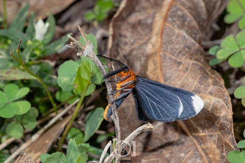 White-tipped Black photo 5