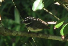 Rhipidura albogularis