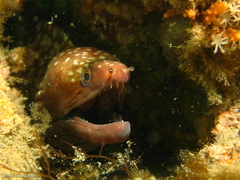 Gymnothorax prionodon