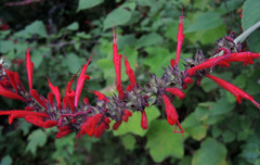 Salvia cinnabarina