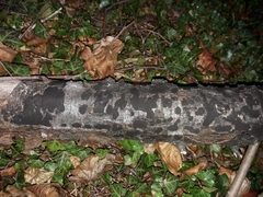 Biscogniauxia nummularia