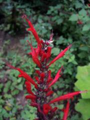 Salvia cinnabarina