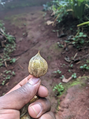 Cape gooseberry