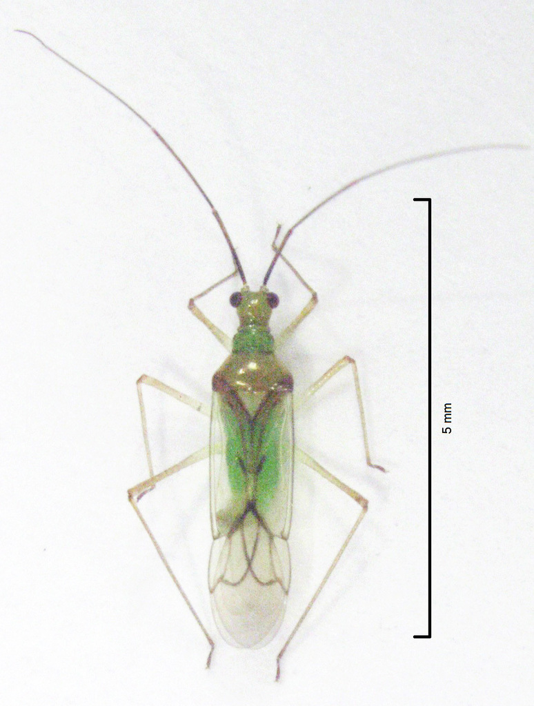 Fern mirid