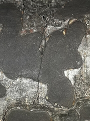 Biscogniauxia nummularia