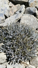Lignocarpa carnosula