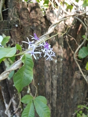 Petrea