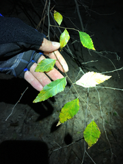 Planera aquatica