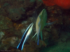 Mecaenichthys immaculatus