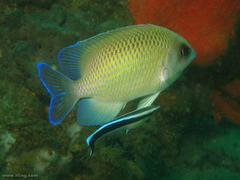 Mecaenichthys immaculatus