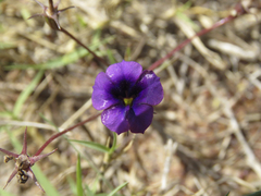 Monopsis debilis