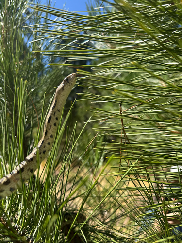 iNaturalist observation photo of Gopher Snake