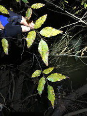Planera aquatica
