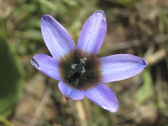 Ixia monadelpha