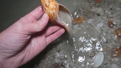 Fasciolaria tulipa image