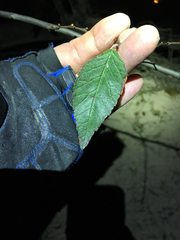 Planera aquatica