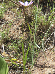 Ixia monadelpha