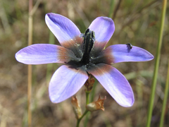 Ixia monadelpha