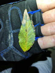 Planera aquatica