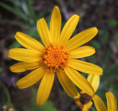 Senecio stoechadiformis