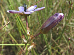 Ixia monadelpha