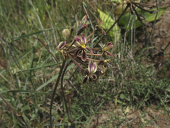 Pelargonium anethifolium