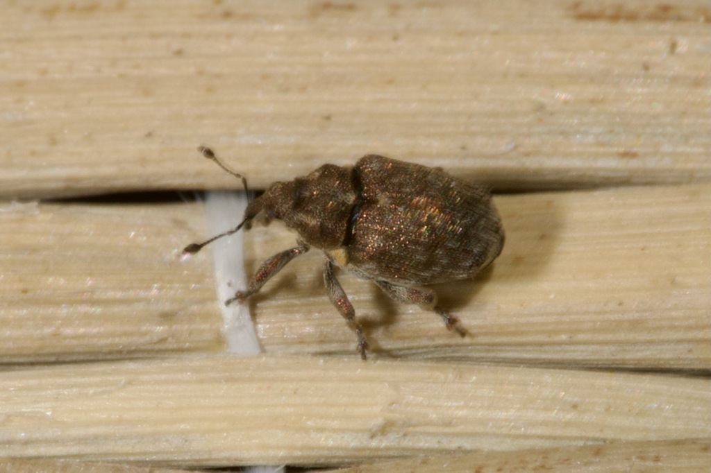Ceutorhynchus aeneicollis