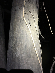 Planera aquatica