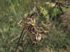 Pelargonium anethifolium