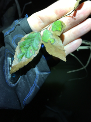 Planera aquatica