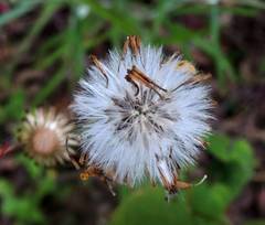 Senecio stoechadiformis