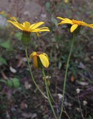 Senecio stoechadiformis