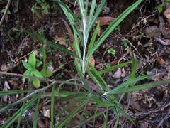 Senecio stoechadiformis