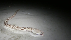 Echiophis intertinctus