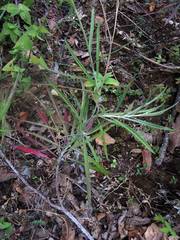 Senecio stoechadiformis