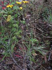 Senecio stoechadiformis
